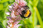 buff-tailed bumblebee