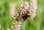 buff-tailed bumblebee