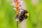 buff-tailed bumblebee