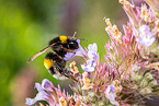 buff-tailed bumblebee