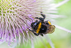 buff-tailed bumblebee