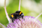 buff-tailed bumblebee