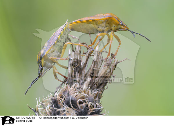 pairing bugs / DV-02348