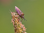 bug