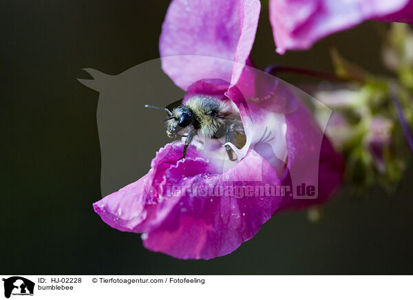 bumblebee / HJ-02228