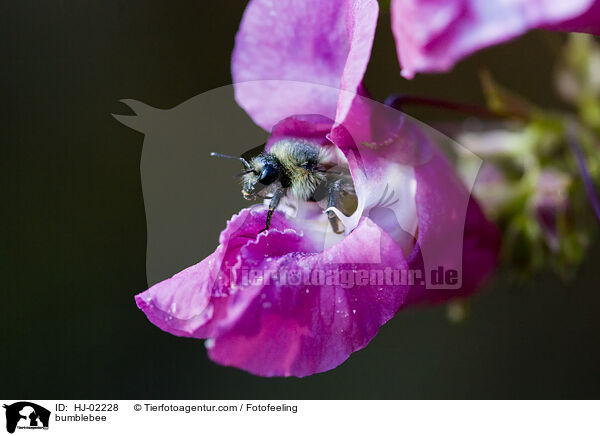 Hummel / bumblebee / HJ-02228
