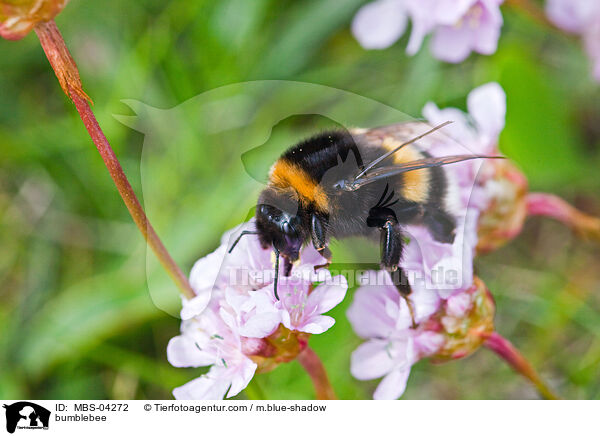 Hummel / bumblebee / MBS-04272