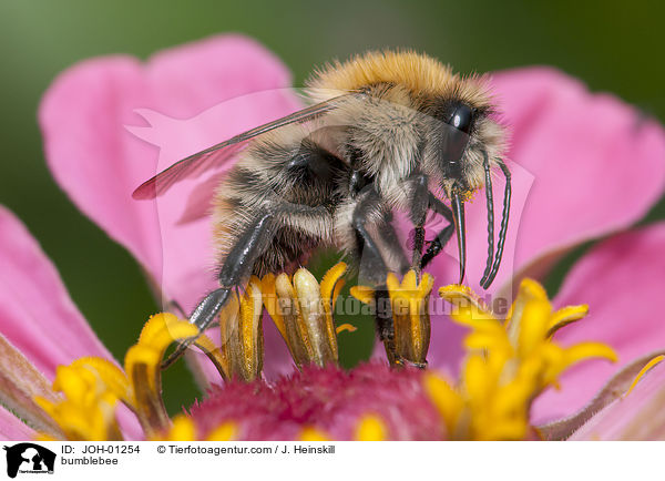 bumblebee / JOH-01254