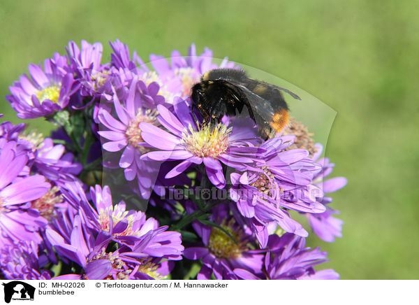 Hummel / bumblebee / MH-02026