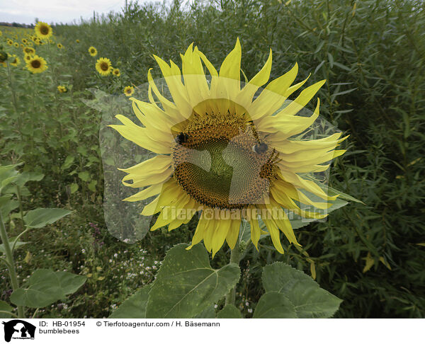 bumblebees / HB-01954