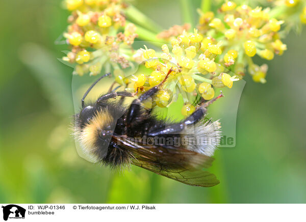 bumblebee / WJP-01346