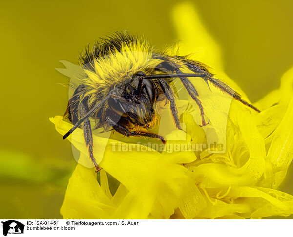 bumblebee on bloom / SA-01451