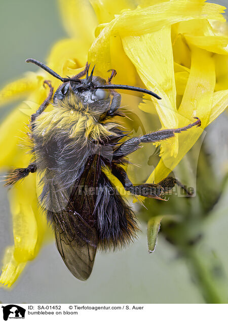 bumblebee on bloom / SA-01452