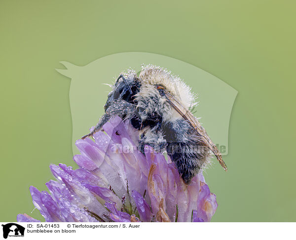 Hummel auf Blte / bumblebee on bloom / SA-01453