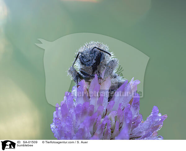Hummel / bumblebee / SA-01509