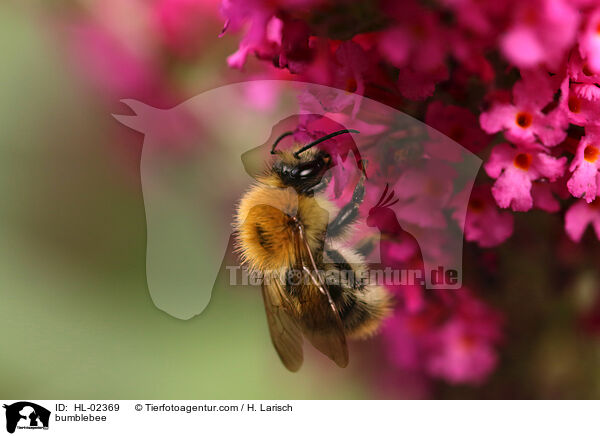 Hummel / bumblebee / HL-02369