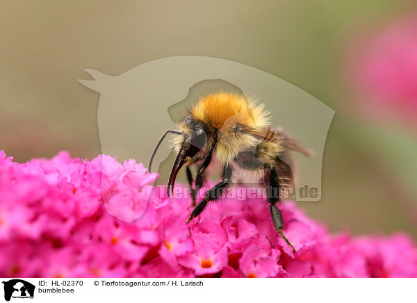 Hummel / bumblebee / HL-02370