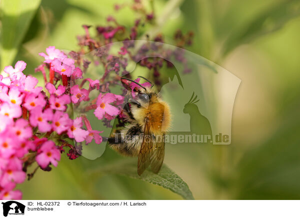 Hummel / bumblebee / HL-02372