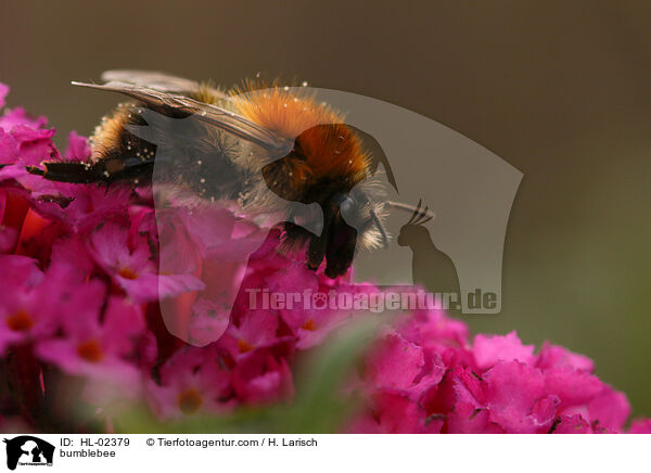 Hummel / bumblebee / HL-02379