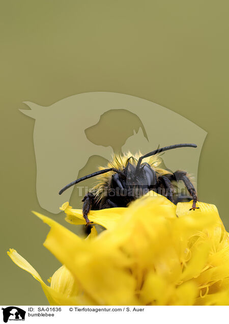 Hummel / bumblebee / SA-01636