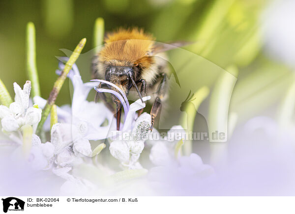 Hummel / bumblebee / BK-02064