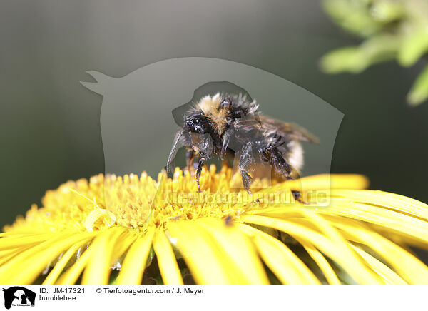 Hummel / bumblebee / JM-17321