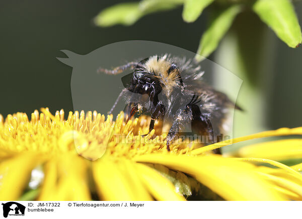 Hummel / bumblebee / JM-17322