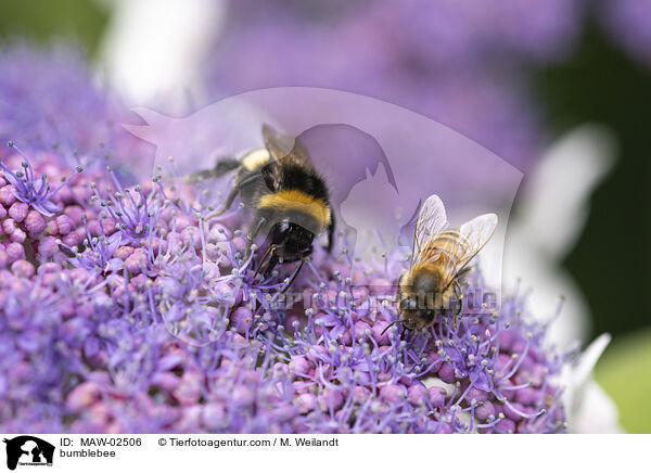 Hummel / bumblebee / MAW-02506