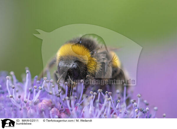 Hummel / bumblebee / MAW-02511