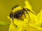 bumblebee on bloom