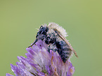 bumblebee on bloom