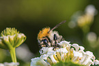 bumblebee