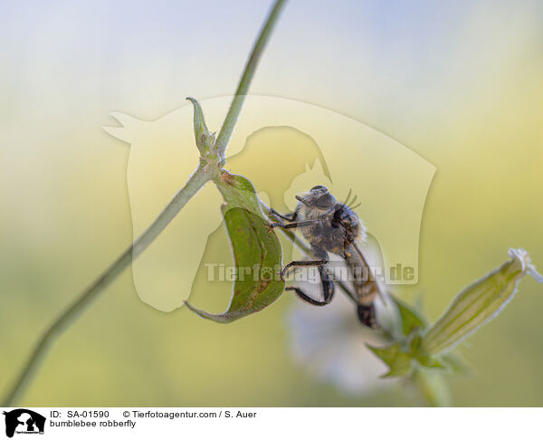 bumblebee robberfly / SA-01590