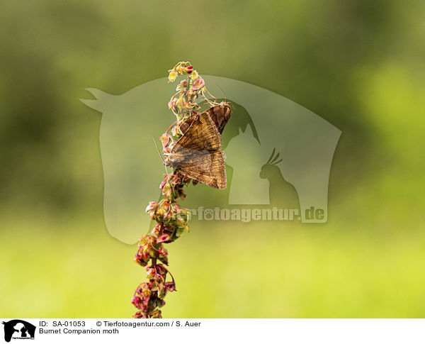 Braune Tageule / Burnet Companion moth / SA-01053