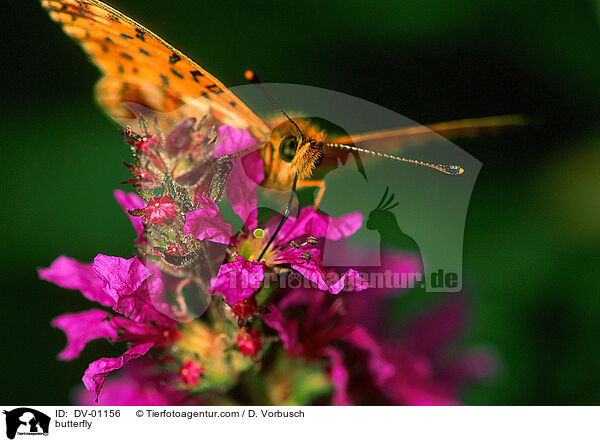 Schmetterling / butterfly / DV-01156