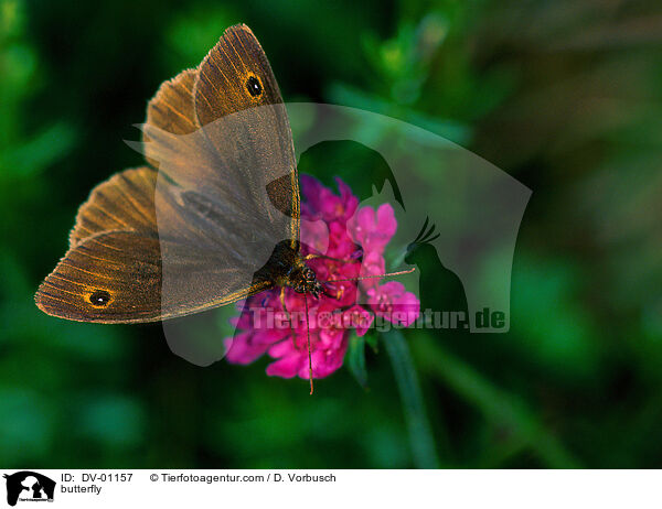 Schmetterling / butterfly / DV-01157