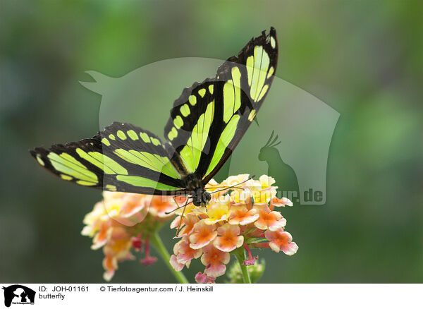butterfly / JOH-01161