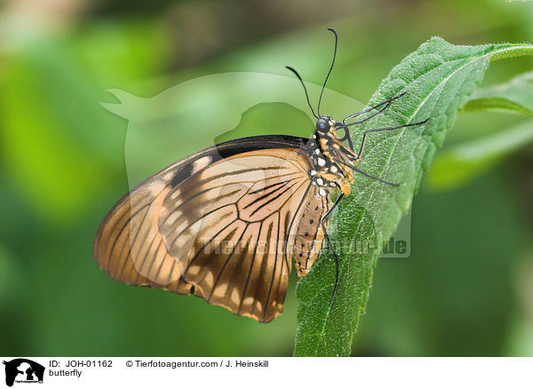 Schmetterling / butterfly / JOH-01162