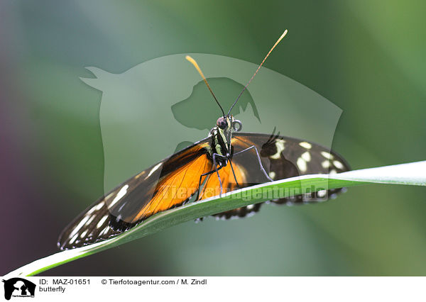 butterfly / MAZ-01651