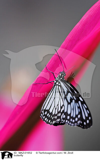 butterfly / MAZ-01652