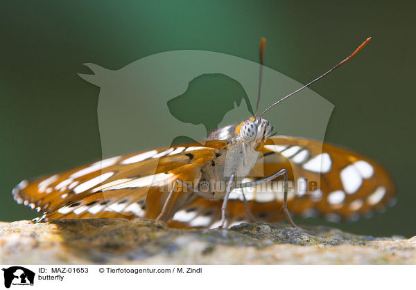 Schmetterling / butterfly / MAZ-01653