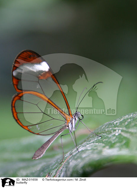 butterfly / MAZ-01658