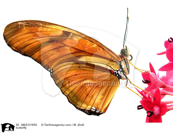butterfly / MAZ-01659