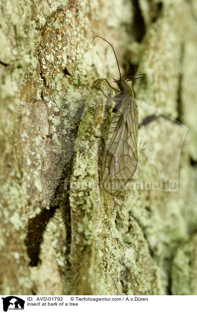 Insekt an Baumrinde / insect at bark of a tree / AVD-01792