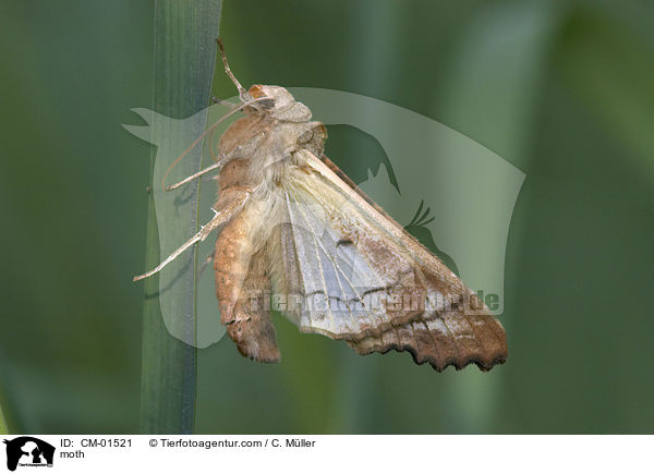 Falter / moth / CM-01521