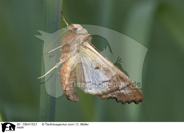 moth / CM-01521