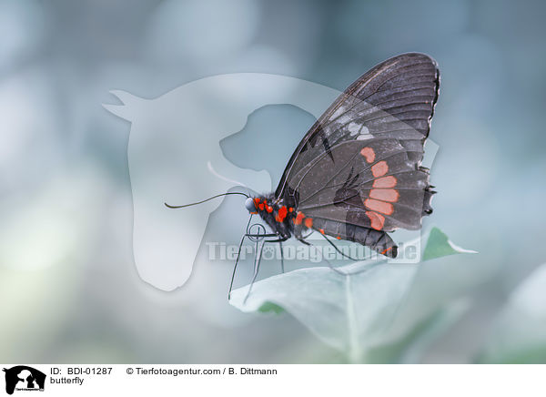 Schmetterling / butterfly / BDI-01287
