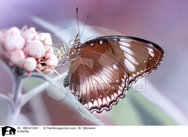 Schmetterling / butterfly / BDI-01291