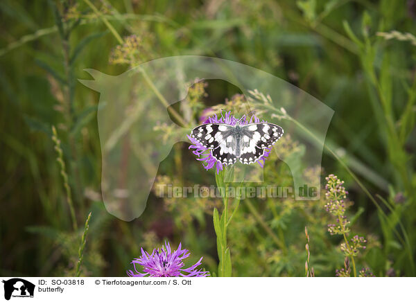 Schmetterling / butterfly / SO-03818