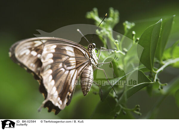 Schmetterling / butterfly / BK-02584